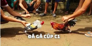 đá gà cúp c1